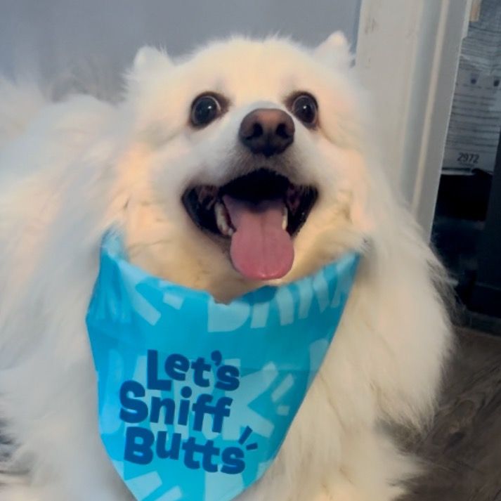CookieTheEskie!