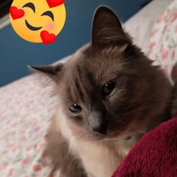 kiury 😻🙀😼😻
