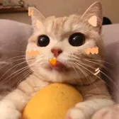 Pets cat