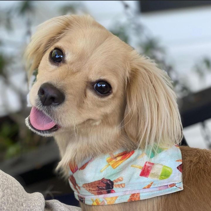 amazinggracieandfriends