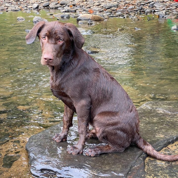 A lab named Cooper!