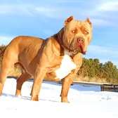 Dukecitypitbulls