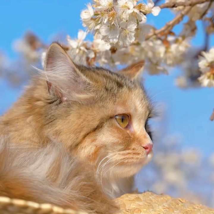 ౨ৎ RIS🌸
