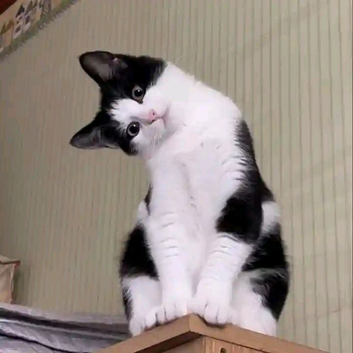 ken