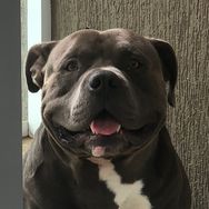 Dante Cachorrão