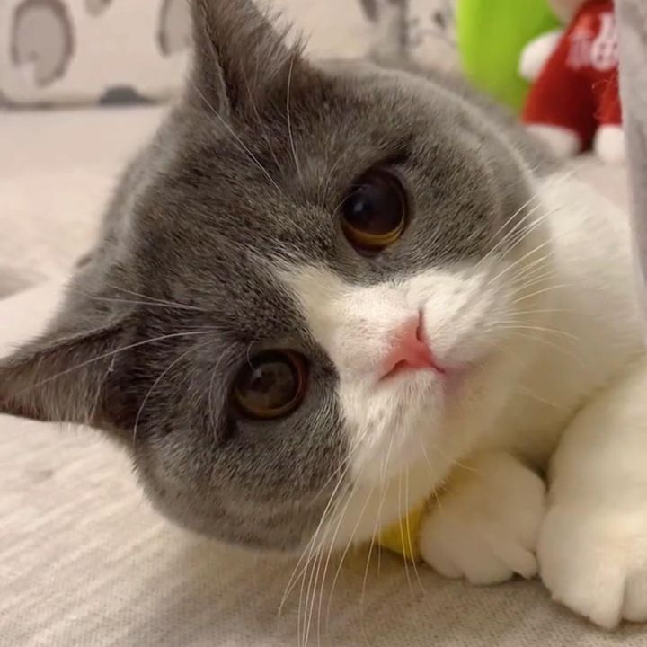 ttsally