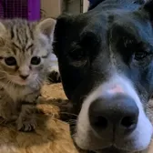Pups, Books, and Kittens