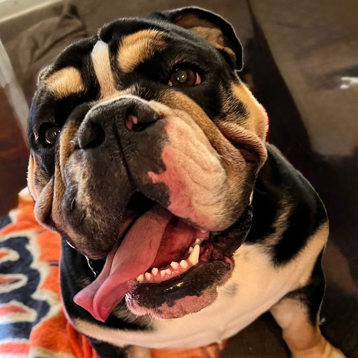 Bochy Dog Chronicles
