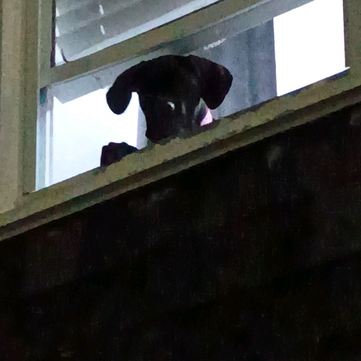 floppy_eared_corso