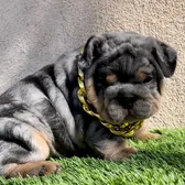 Garciasbulldogs