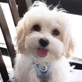 Mochi