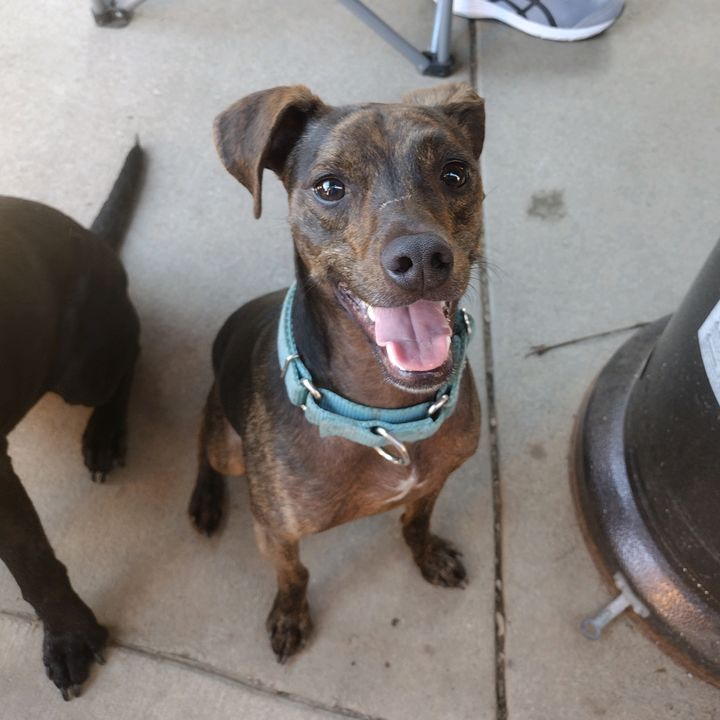 therescuegang4
