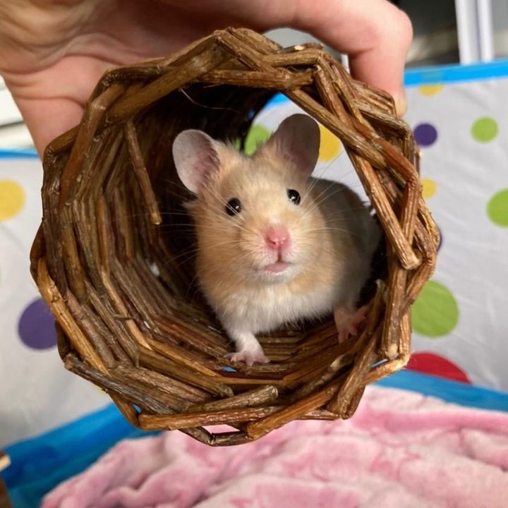 Thehamsterstation