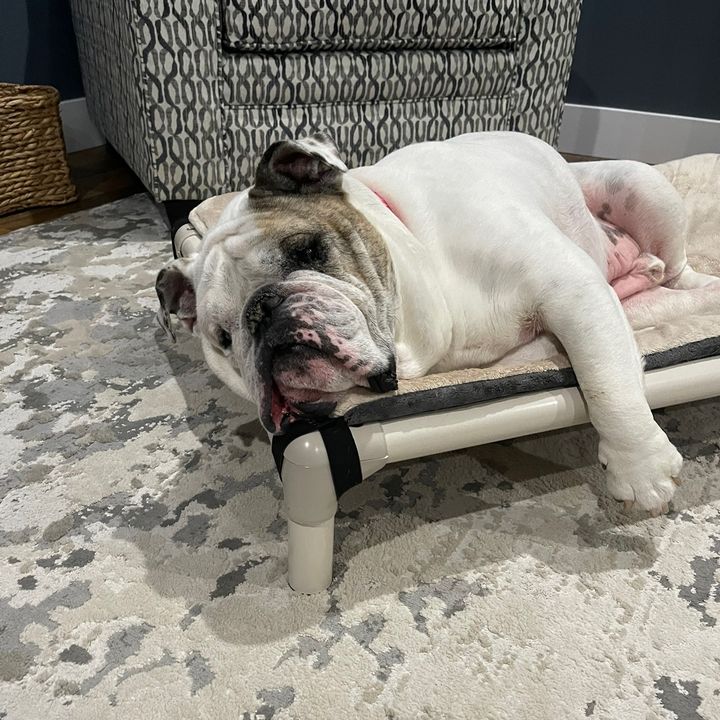 WrigleyTheEnglishBulldog