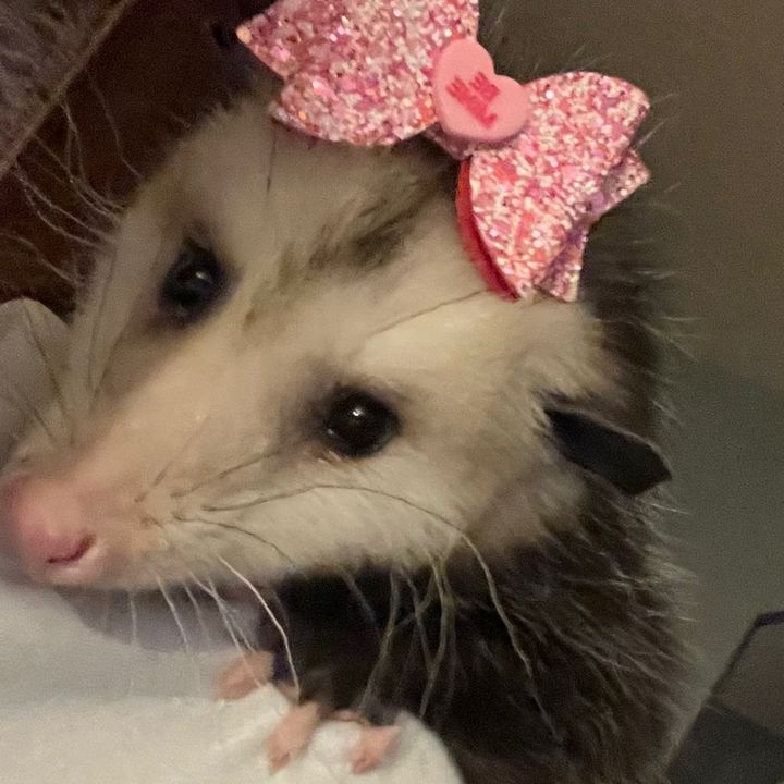 princess_petunia_opposum
