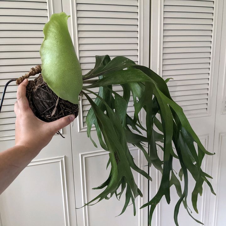 PDXPlantyVibes