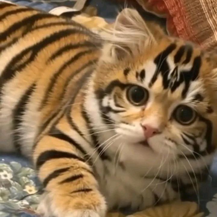 @meoww_tu_bukan_aku
