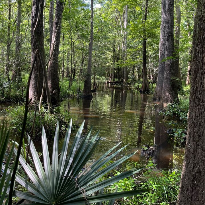 lowcountryswampfox