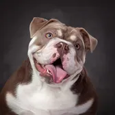 Penelope the House Hippo