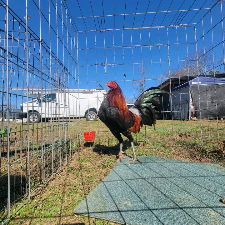 🇭🇳El🐓Gallero🐓Roofing🇭🇳