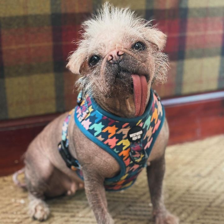 Peggythehairlesspug