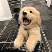dogsg0go