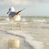 Sea_Island_Song
