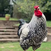 Chicken Happy Hour