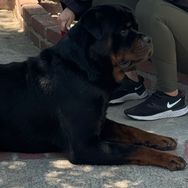 King Rottweilers Kennel