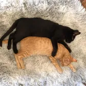 kittys_tik_and_tok