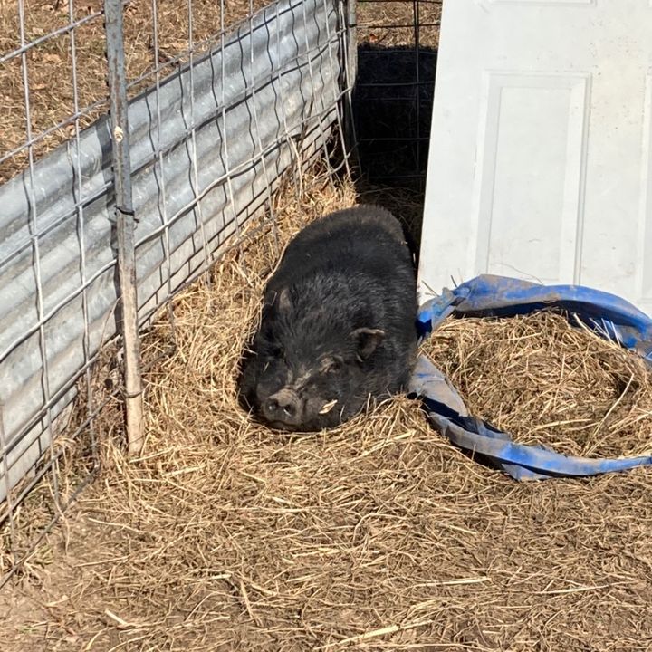 Country Dreams Farm