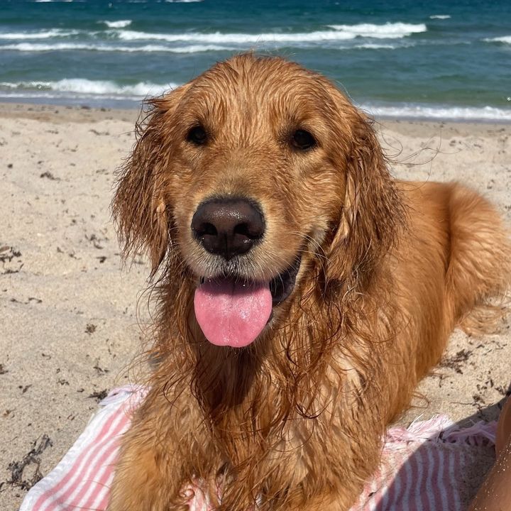 Chloe The Golden