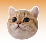 Papaya the Cat