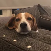 VaVa