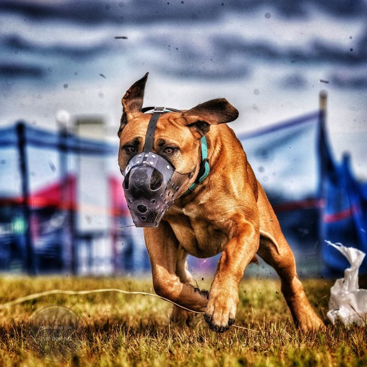 Za_The_Boerboel