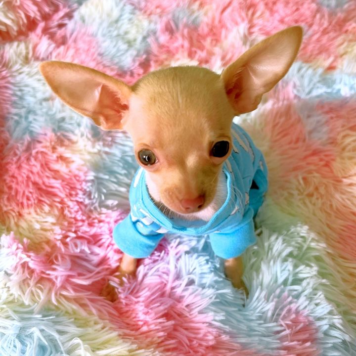 Angel the Chihuahua & Friends