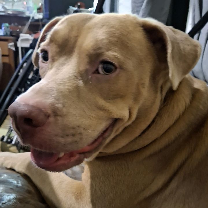Dexter The Cajun dog