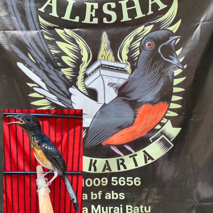 ALESHA MURAI BATU