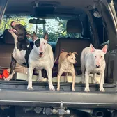 Bullterrierfamili