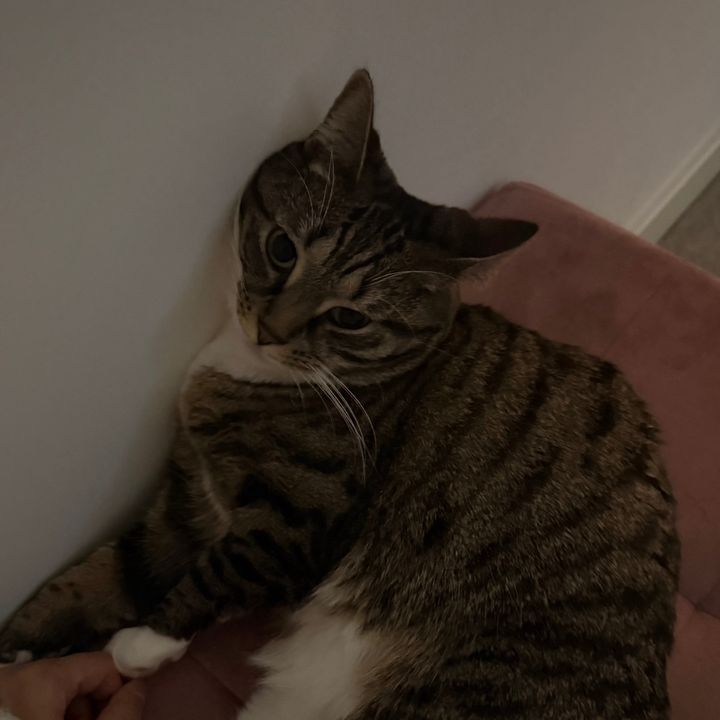 Little Miss Mizto