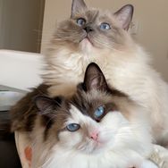 Eevee, Yoshi & Waffles