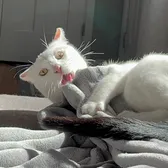 Momo the Cat