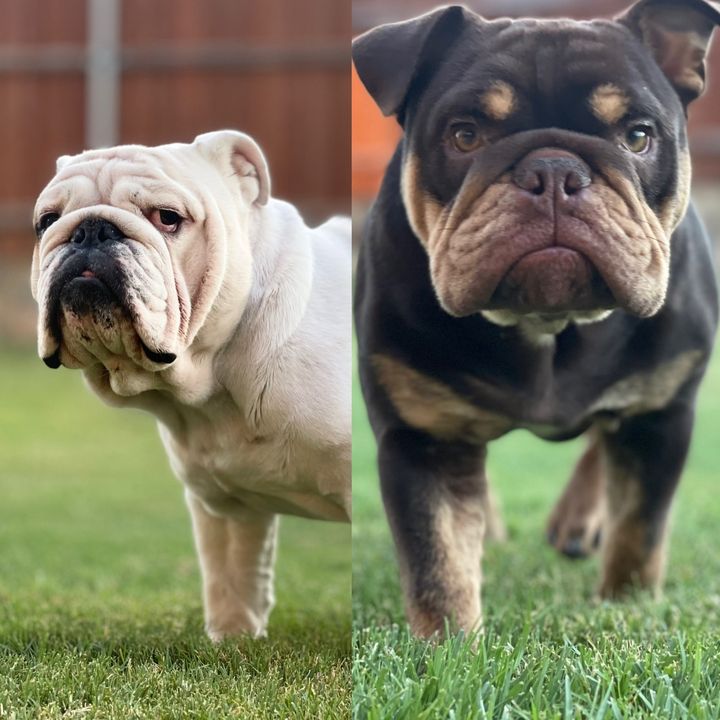 Louie and Gio English Bulldogs