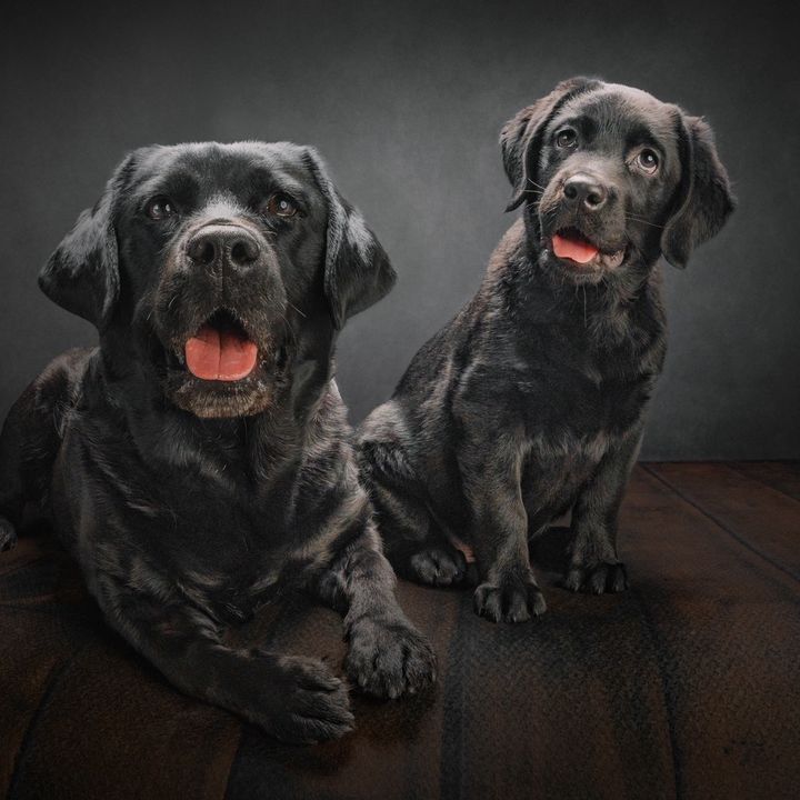 Barany&lilyandhadleyblacklabs