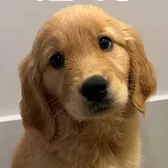 Bailey the Golden Retriever