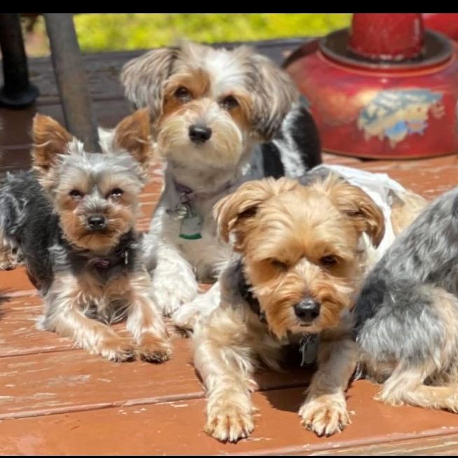 Yorkie’s are Adorable 🐶 Cj 🥰
