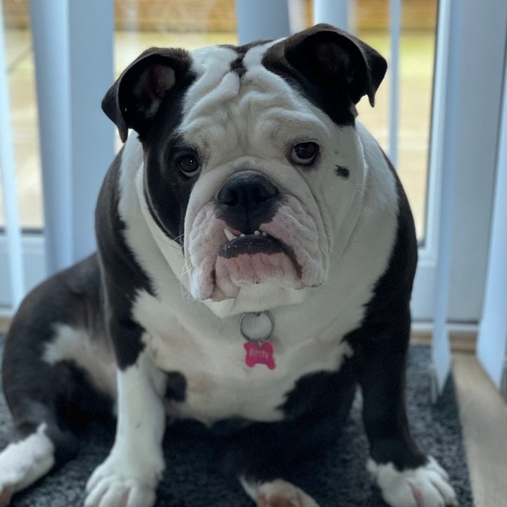 Baroness🐾Betty🐾Bulldog