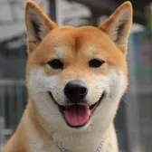 pet_station