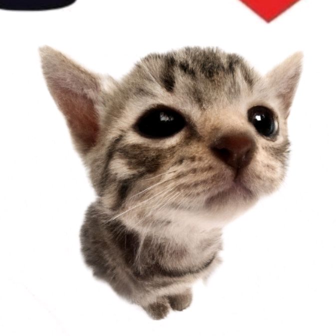 elgatitolover