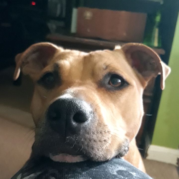 Sophie's Mama 🐕 🏳️‍🌈 🐿